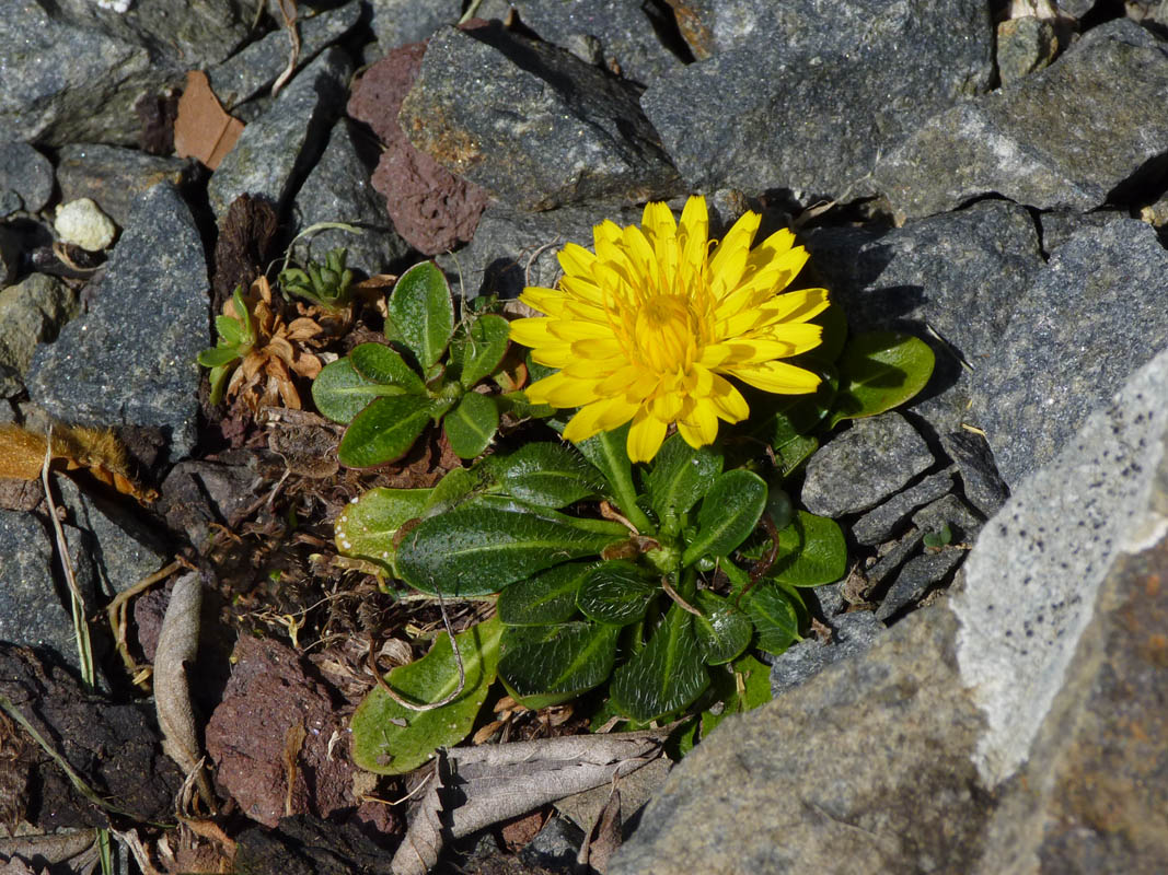 Leontodon pyrenaicus photo